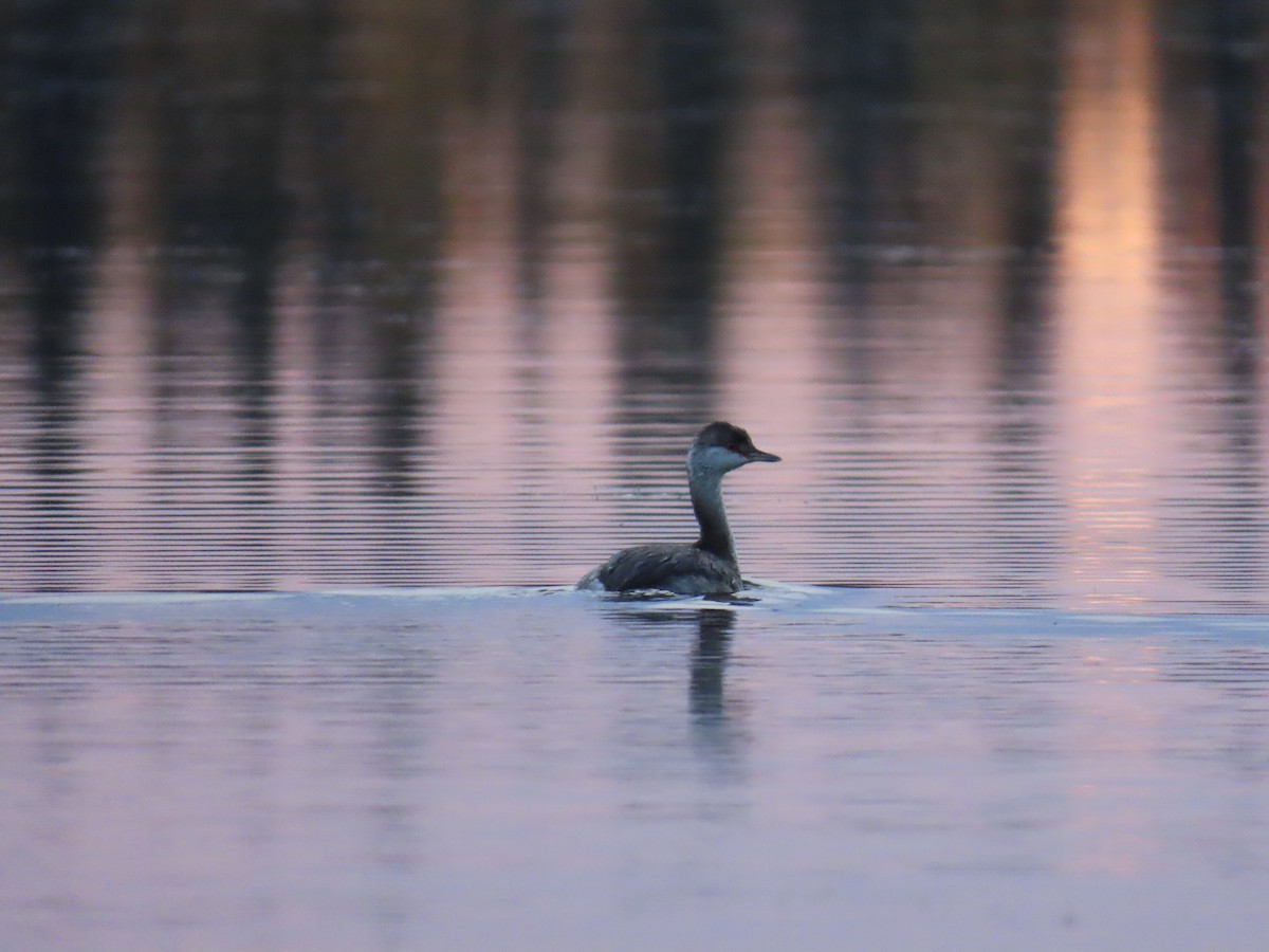 Horned Grebe - ML642040686