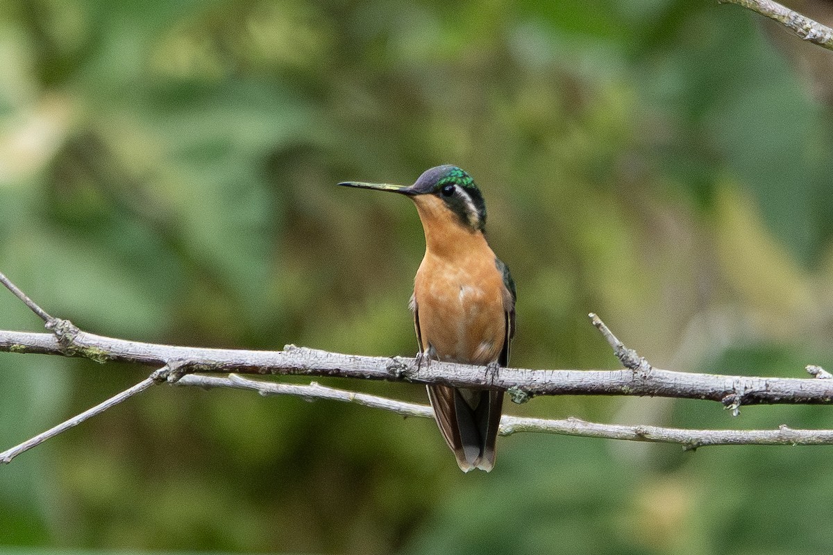White-throated Mountain-gem - ML642040688