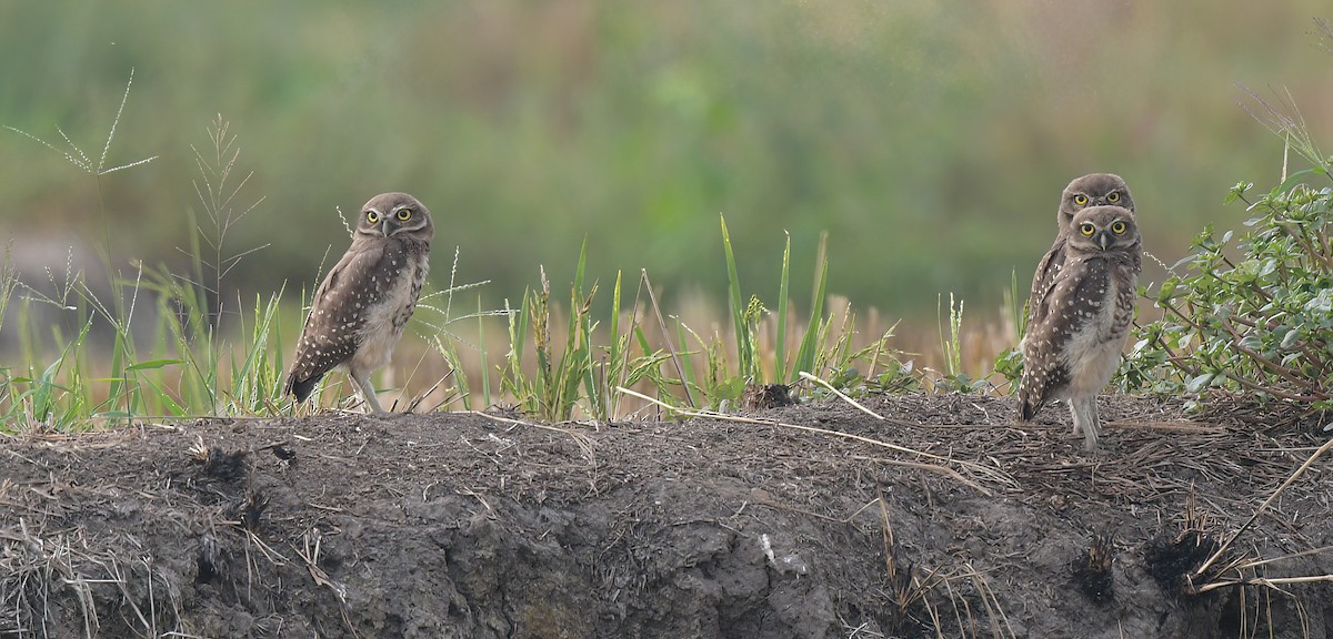 Burrowing Owl - ML642040689