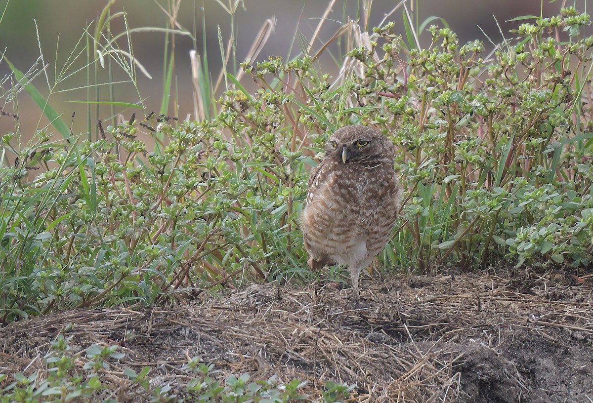 Burrowing Owl - ML642040691