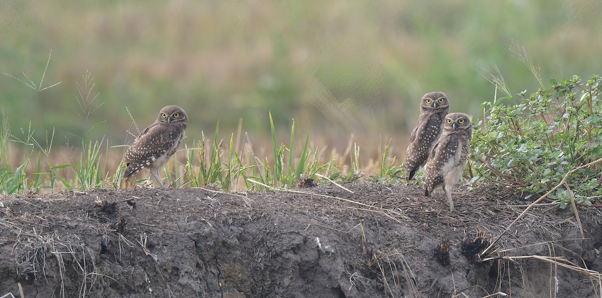 Burrowing Owl - ML642040692