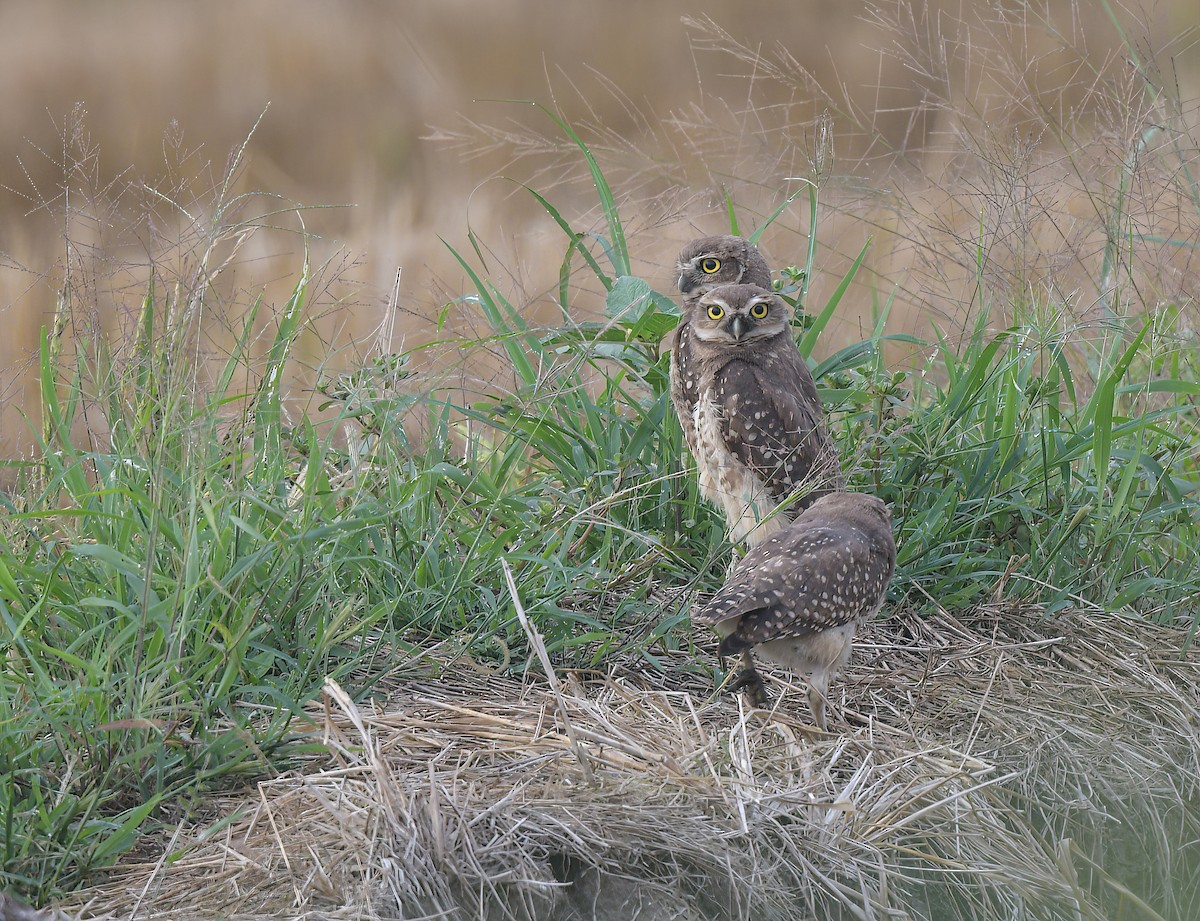 Burrowing Owl - ML642040693