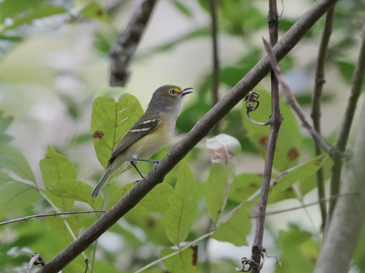 White-eyed Vireo - ML642040694