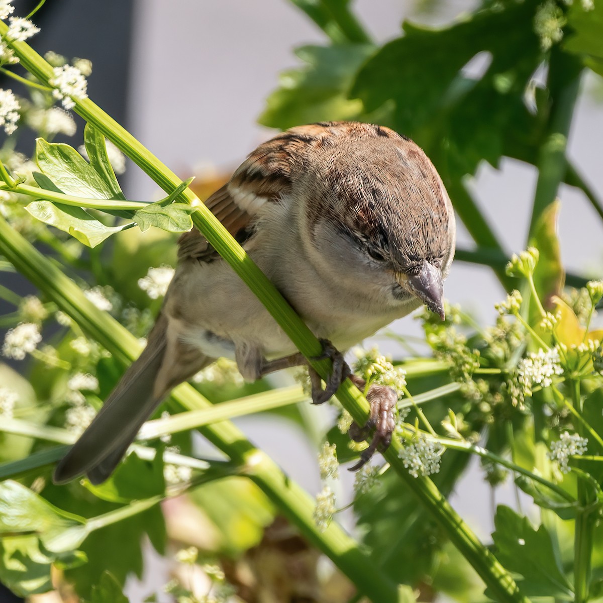 House Sparrow - ML642040695