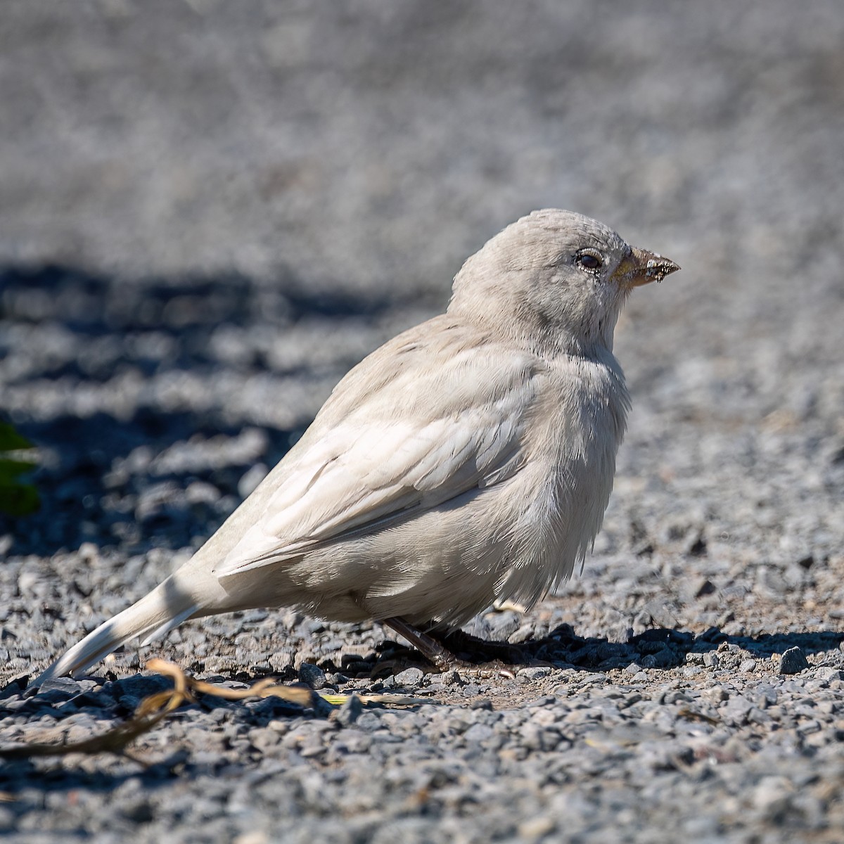 House Sparrow - ML642040696