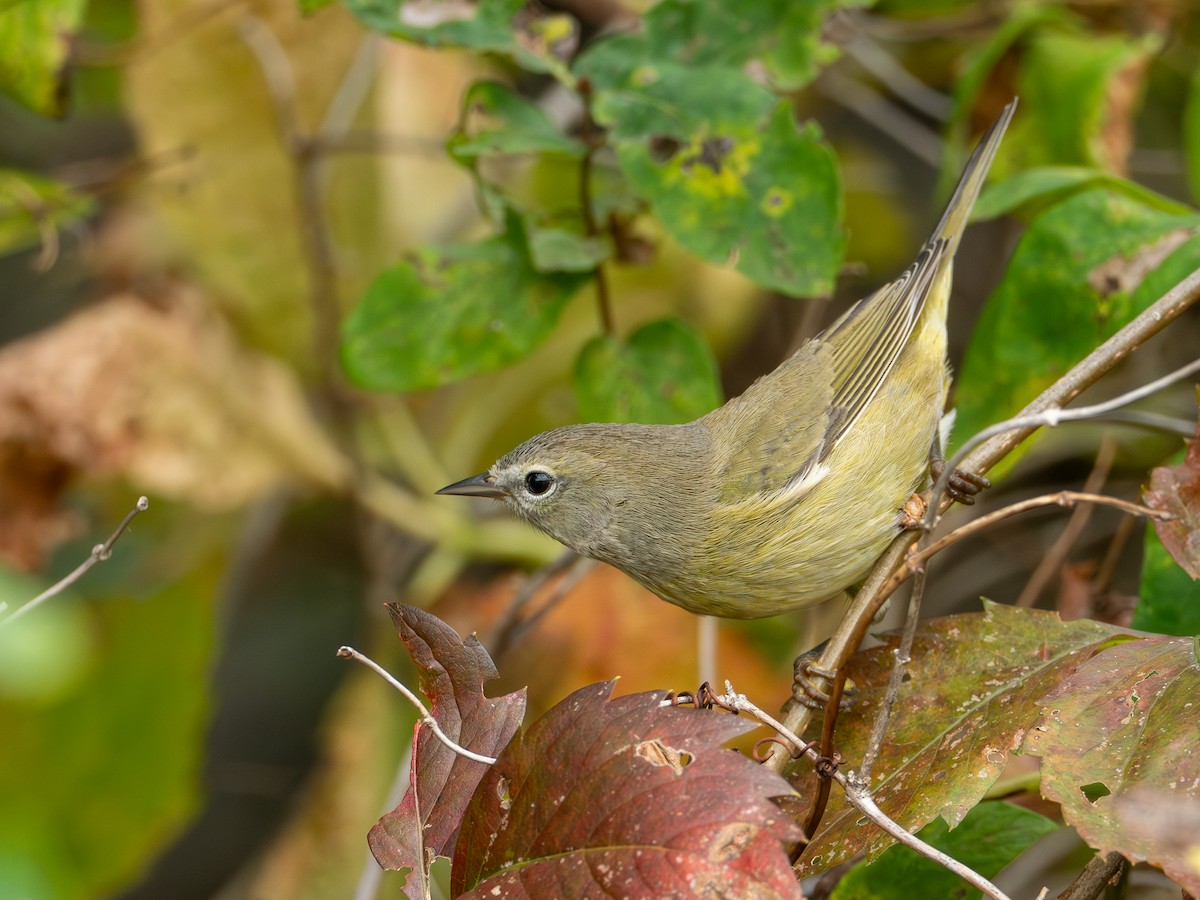 Orange-crowned Warbler - ML642040700