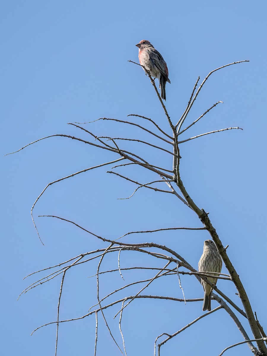 House Finch - ML642040701
