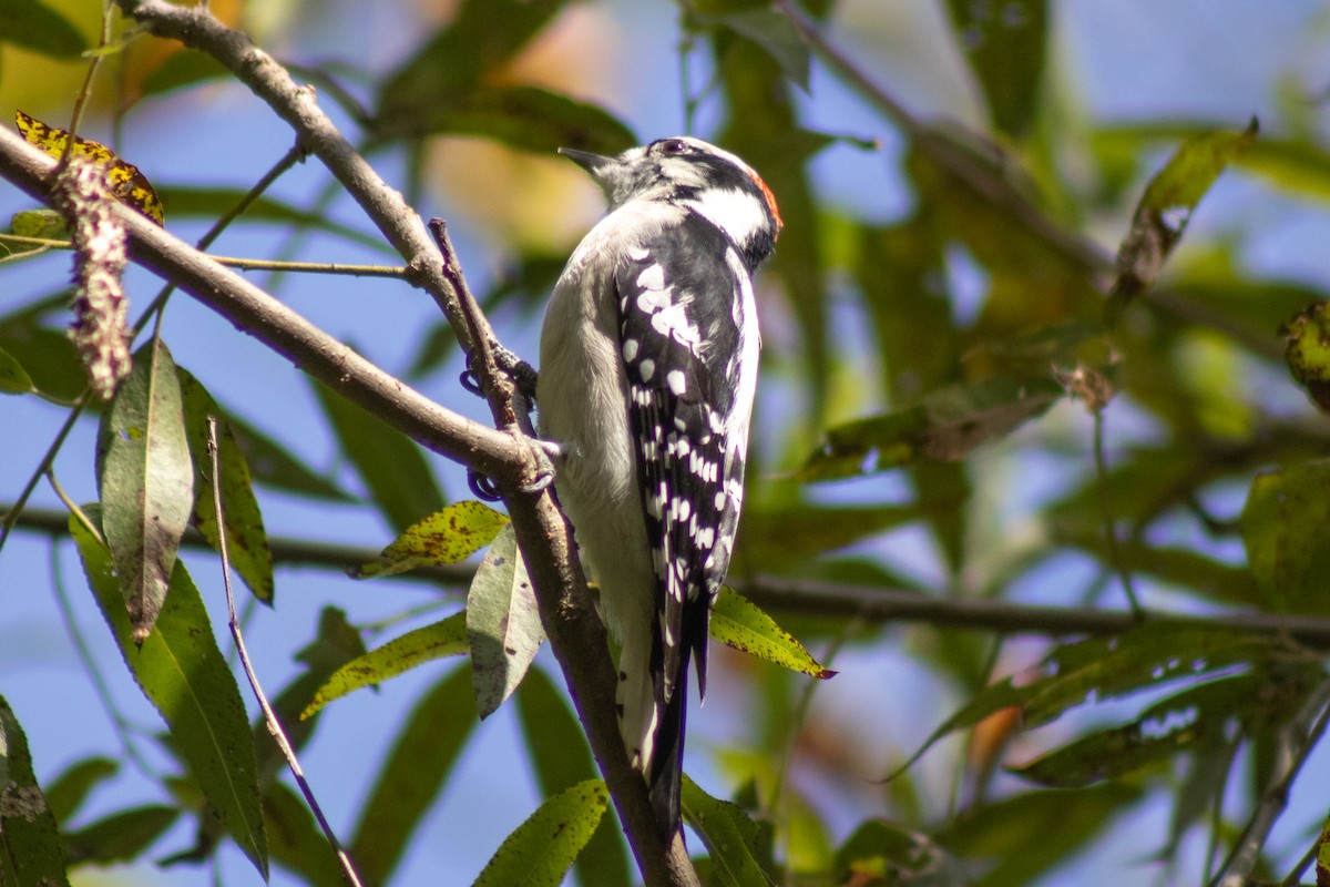 Downy Woodpecker - ML642040718