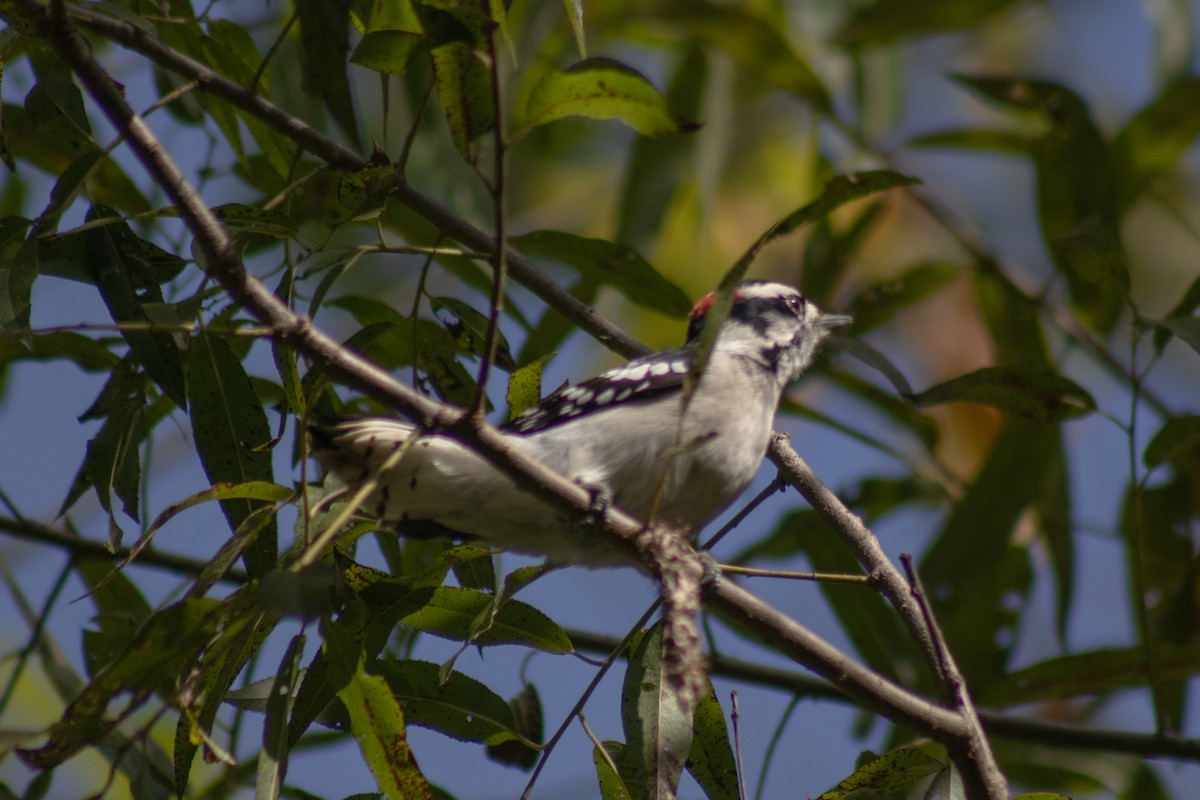 Downy Woodpecker - ML642040719