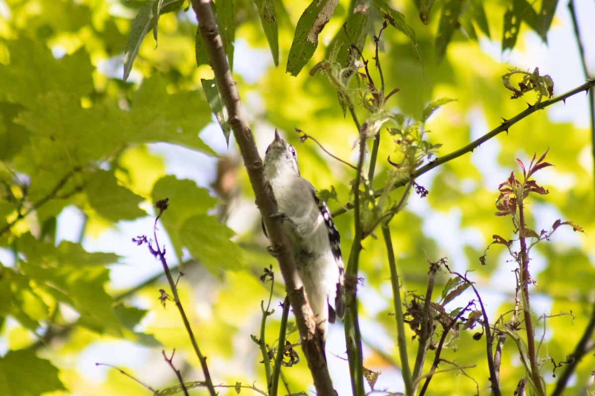 Downy Woodpecker - ML642040721