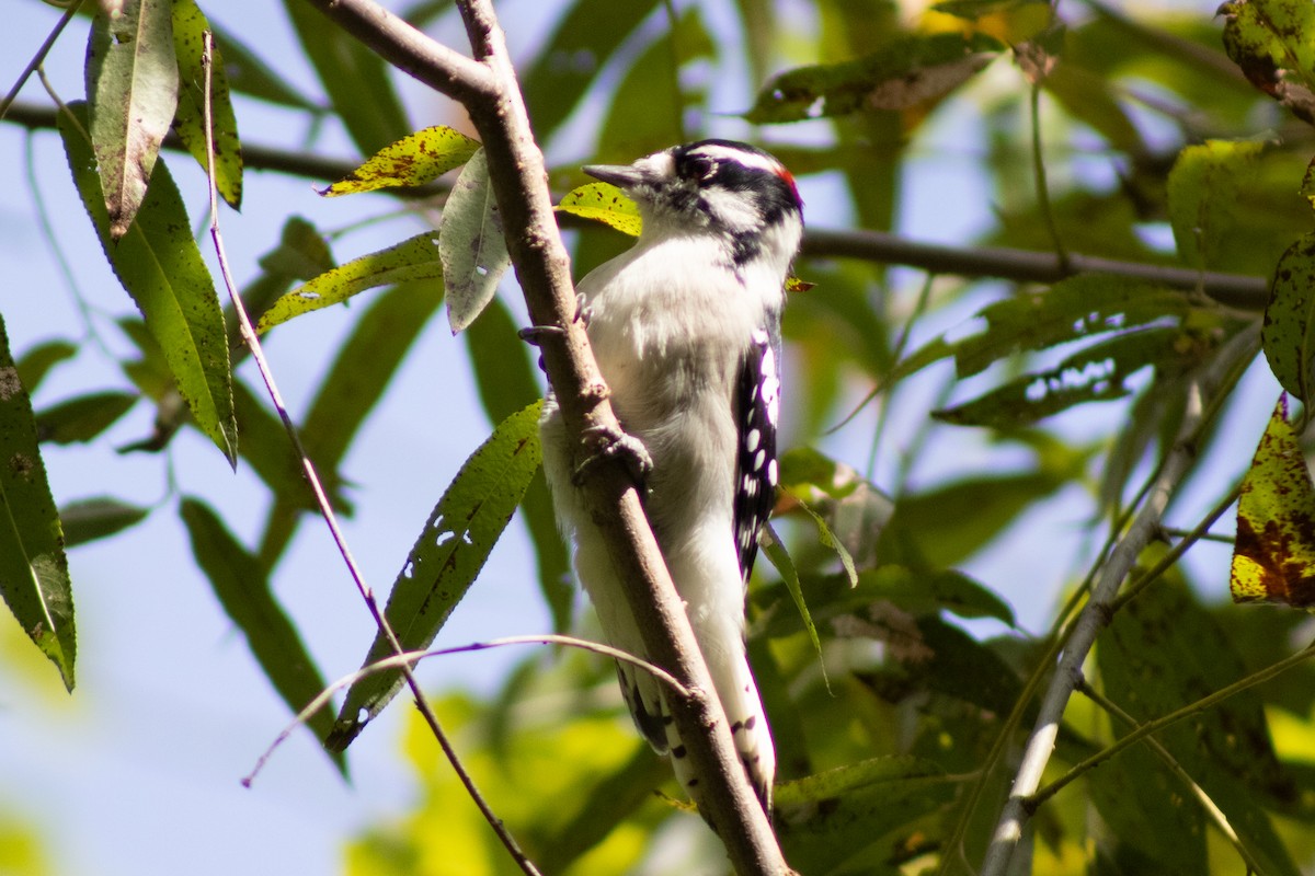 Downy Woodpecker - ML642040723