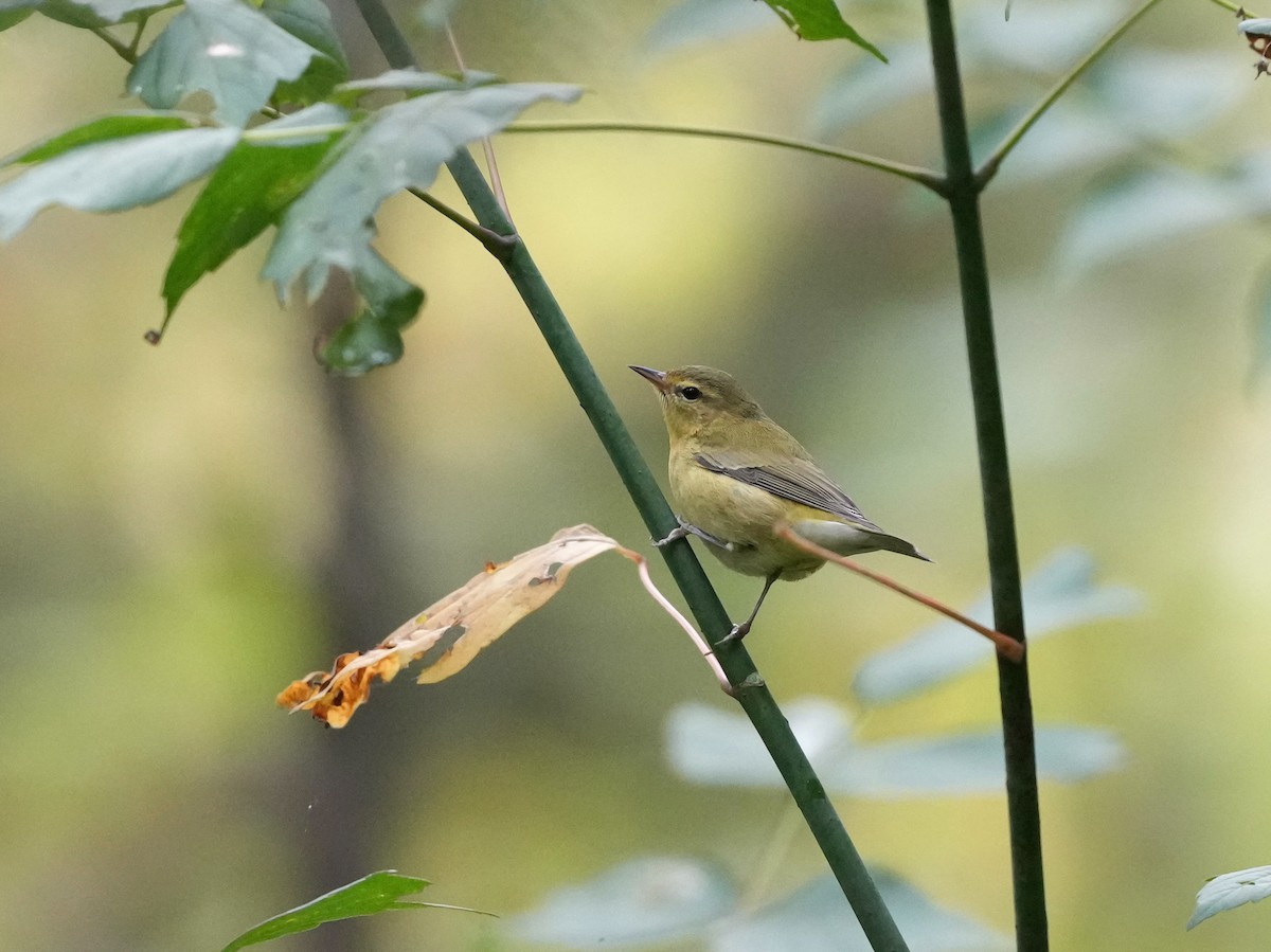Tennessee Warbler - ML642040724