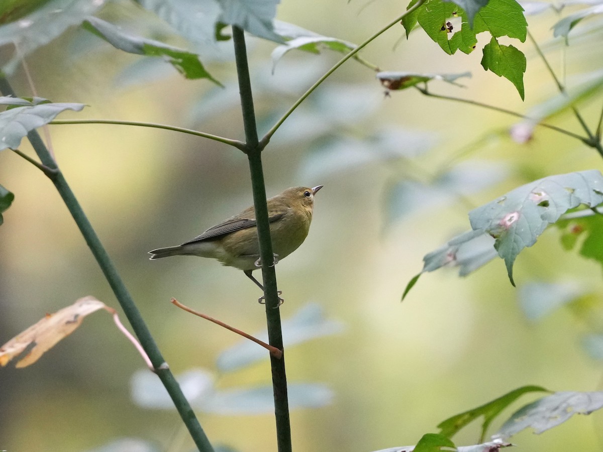 Tennessee Warbler - ML642040725