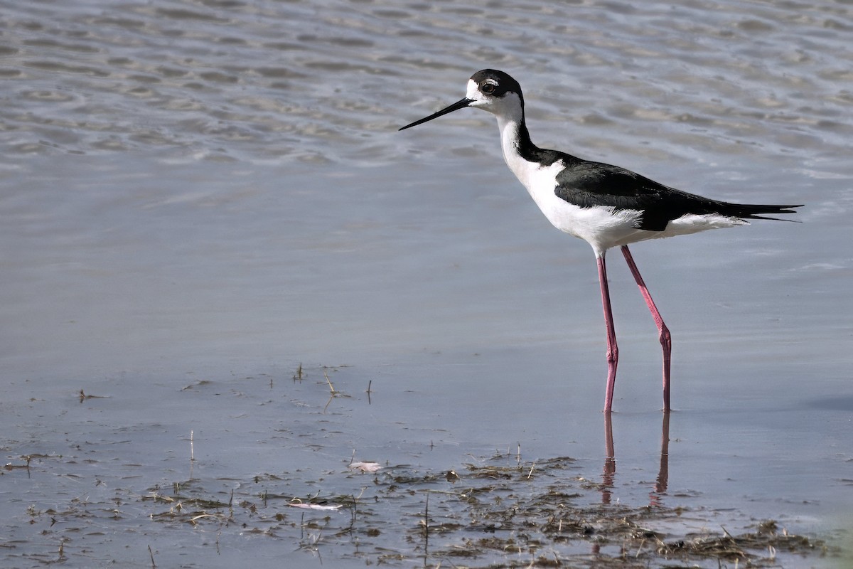 Black-necked Stilt - ML642040741