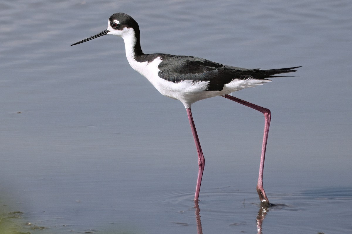 Black-necked Stilt - ML642040742