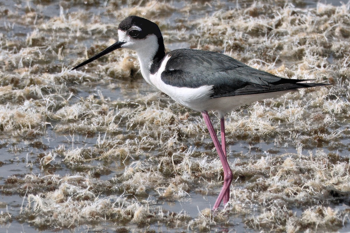 Black-necked Stilt - ML642040743