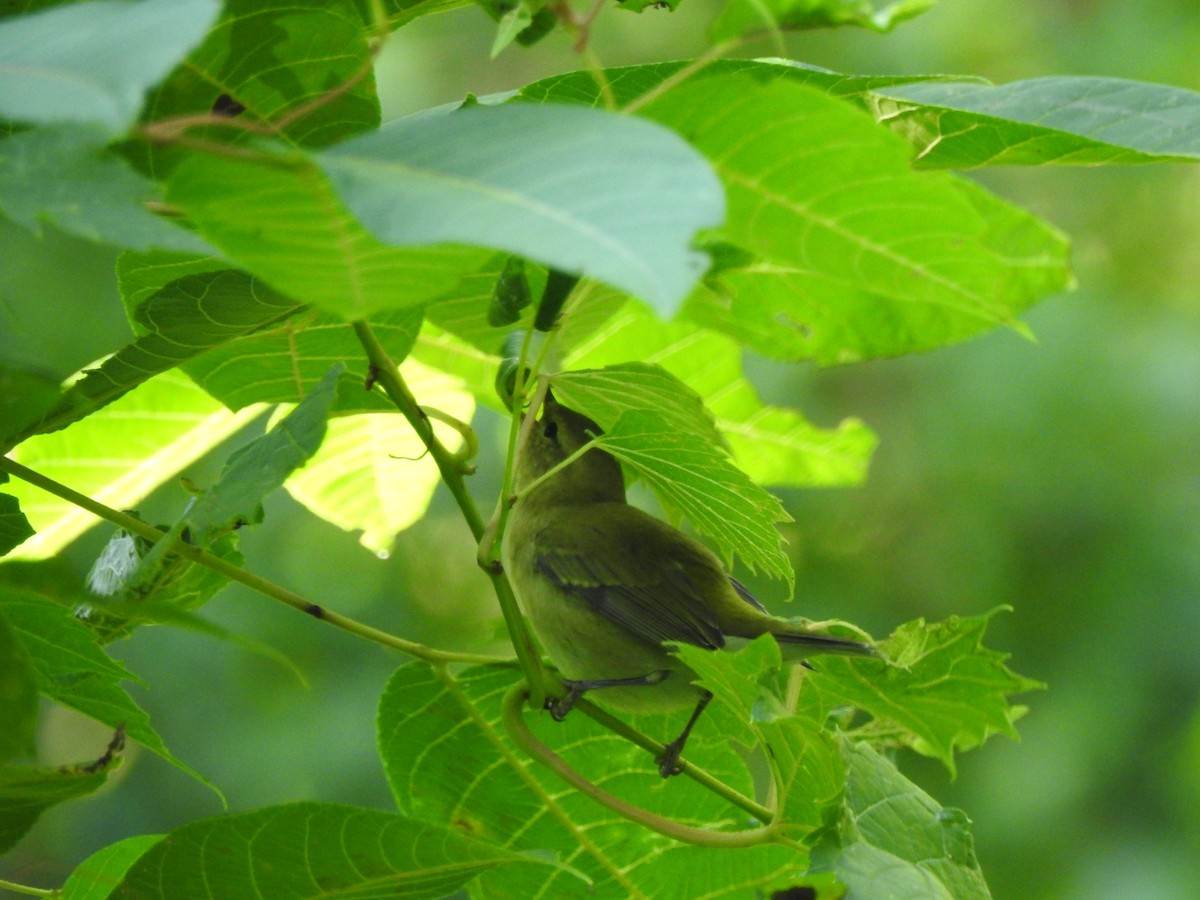 Tennessee Warbler - ML642040751