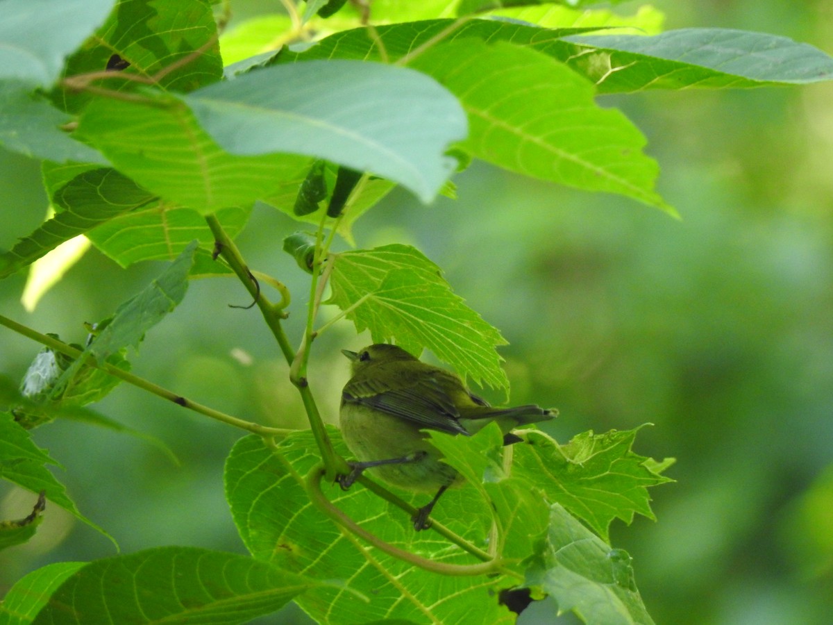 Tennessee Warbler - ML642040752