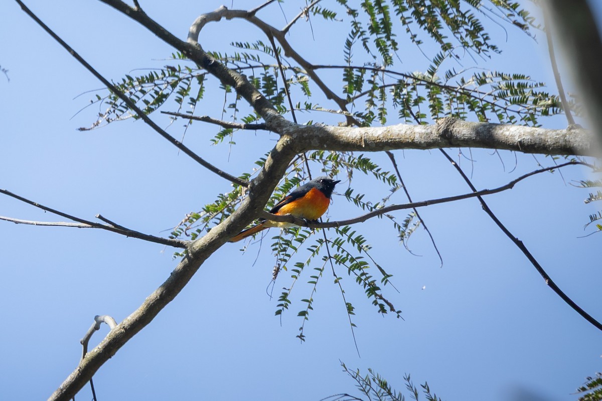 Zwergmennigvogel - ML642040772