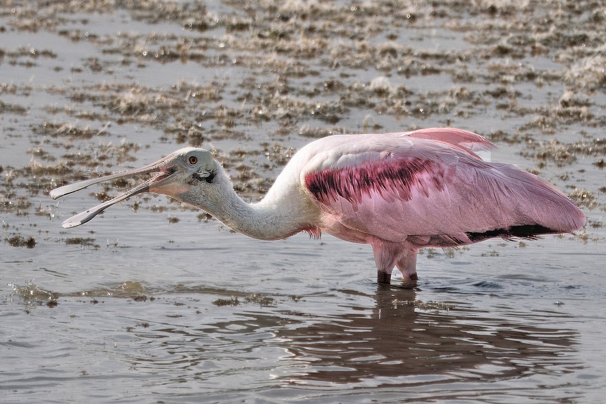 Roseate Spoonbill - ML642040773
