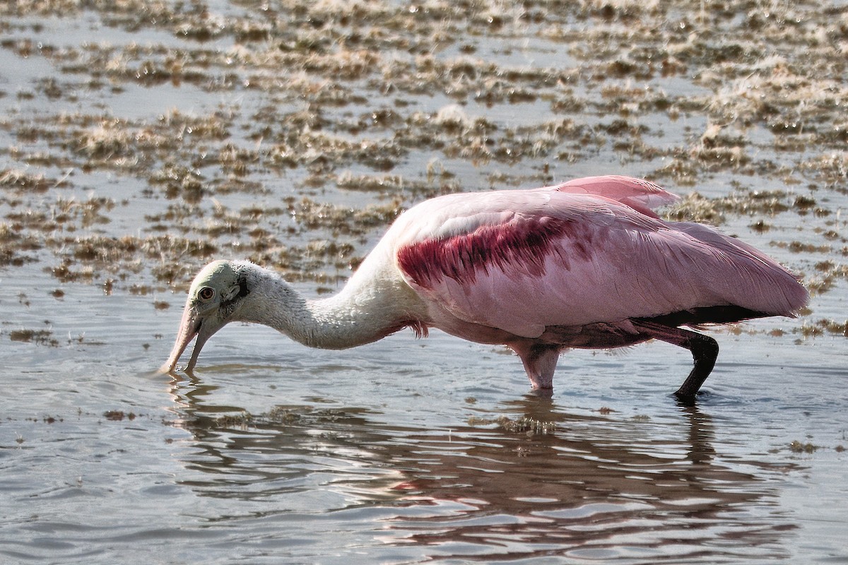 Roseate Spoonbill - ML642040774