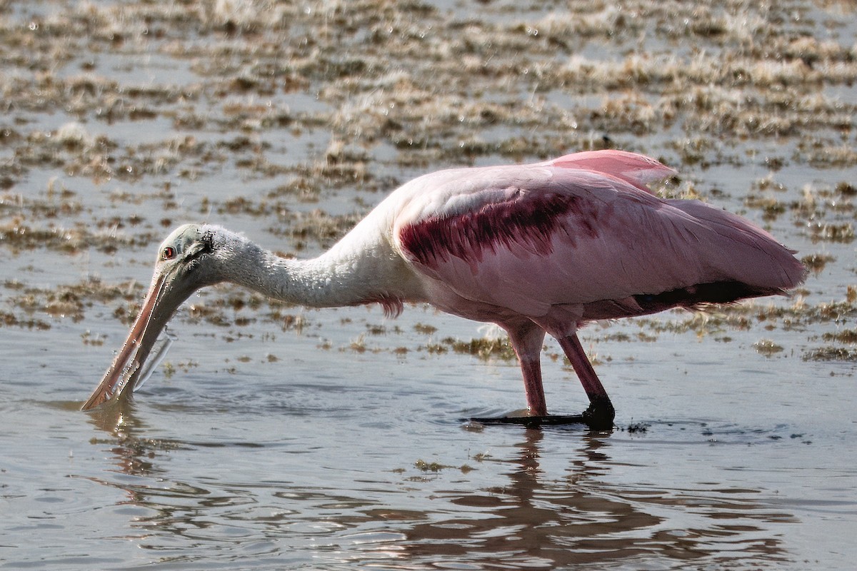 Roseate Spoonbill - ML642040775