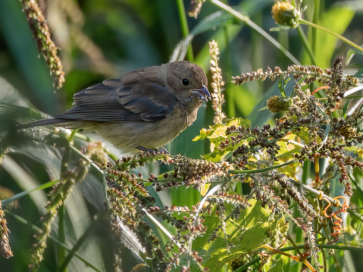 Indigo Bunting - ML642040777