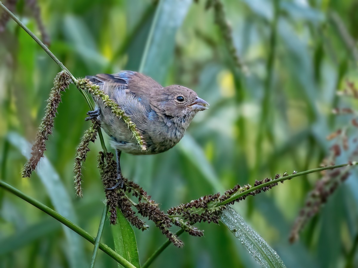 Indigo Bunting - ML642040778