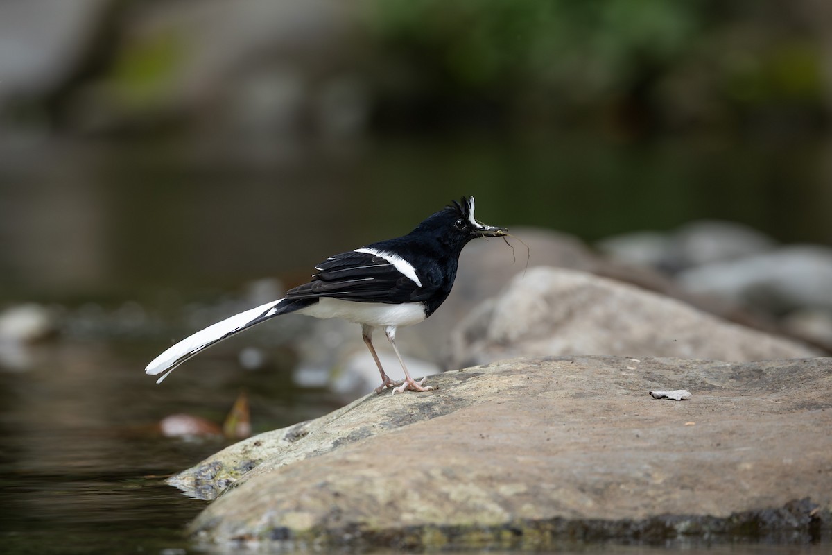 White-crowned Forktail (Javan) - ML642040786