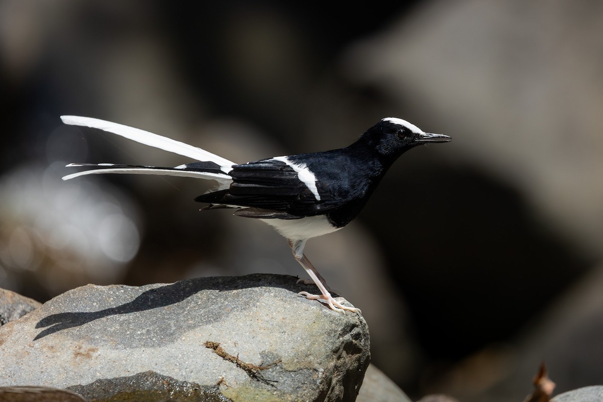 White-crowned Forktail (Javan) - ML642040787