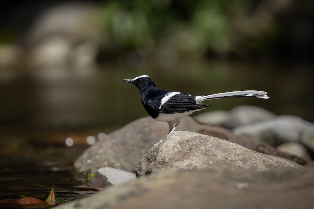 White-crowned Forktail (Javan) - ML642040788