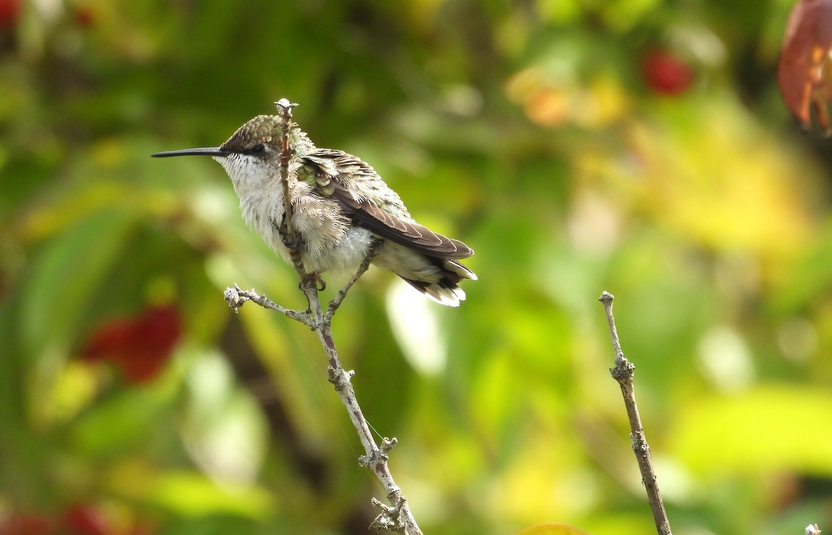 Yakut Boğazlı Kolibri - ML642040812