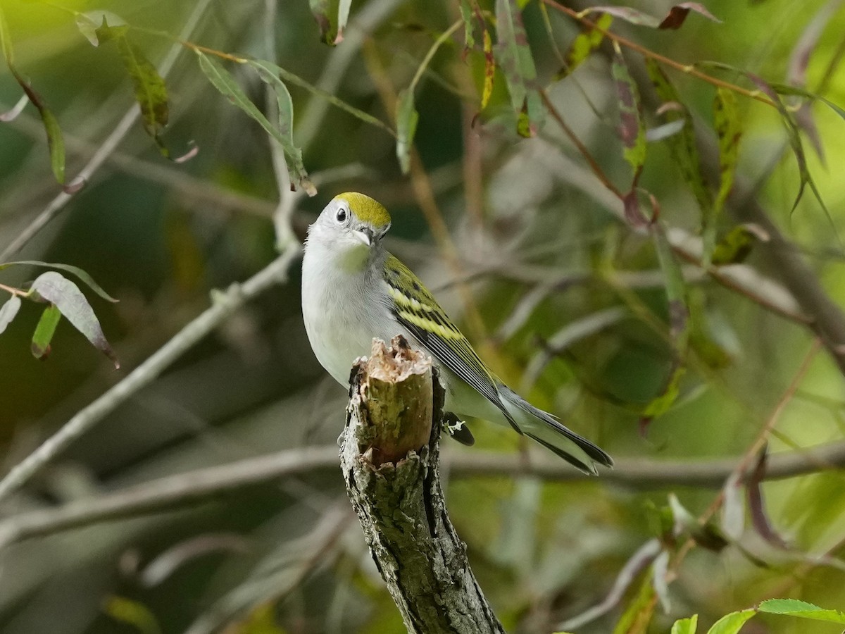 Chestnut-sided Warbler - ML642040816
