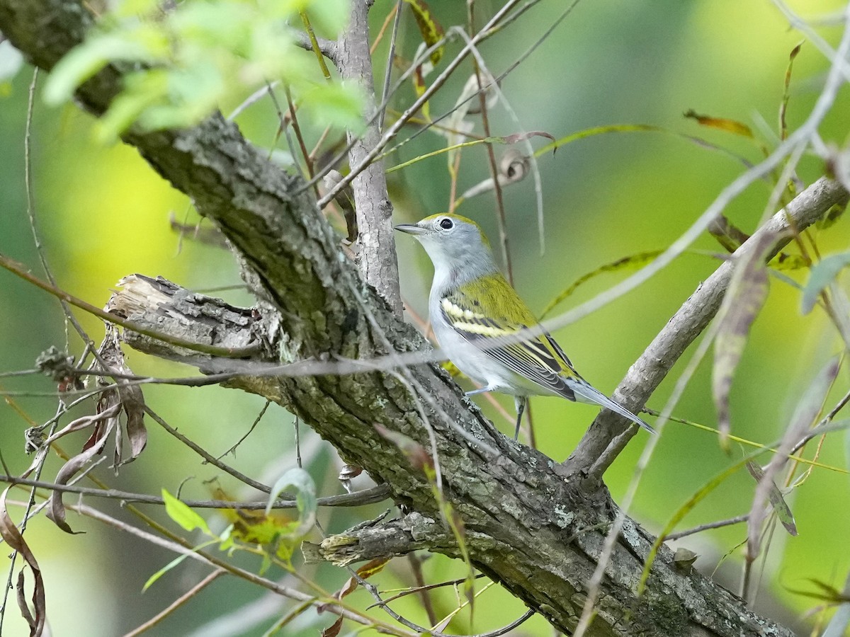 Chestnut-sided Warbler - ML642040817