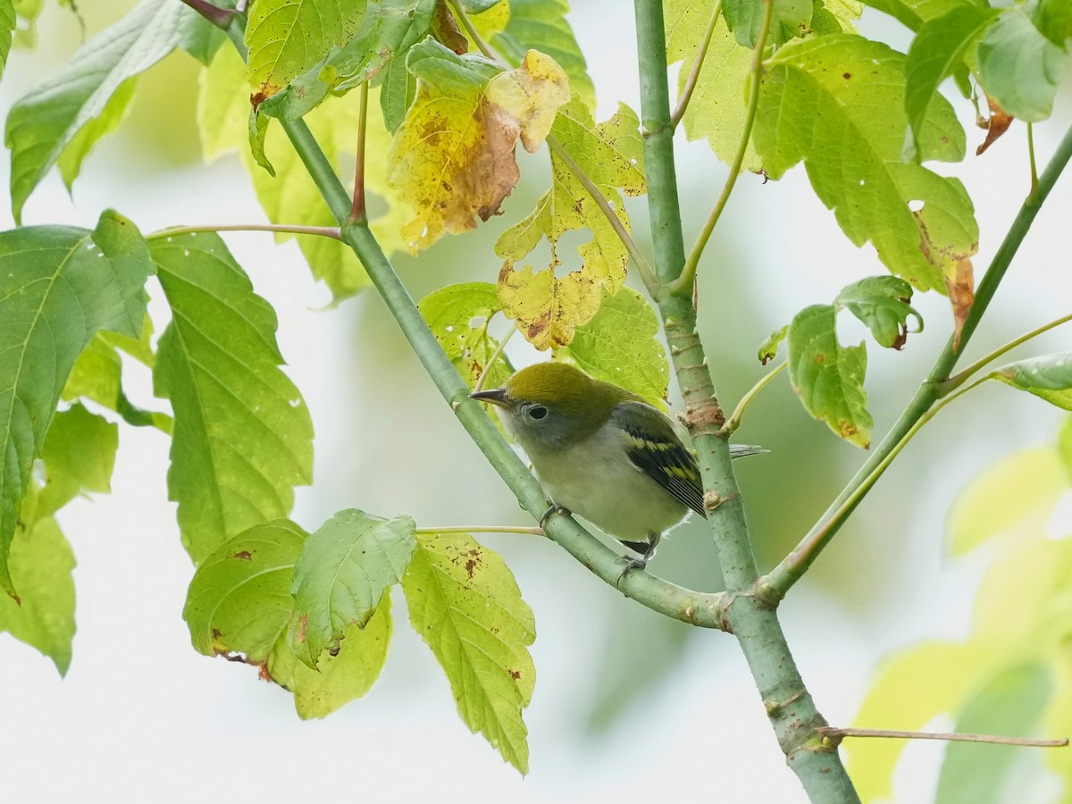 Chestnut-sided Warbler - ML642040818