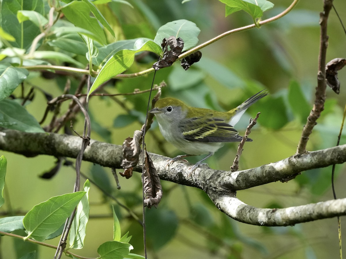 Chestnut-sided Warbler - ML642040819