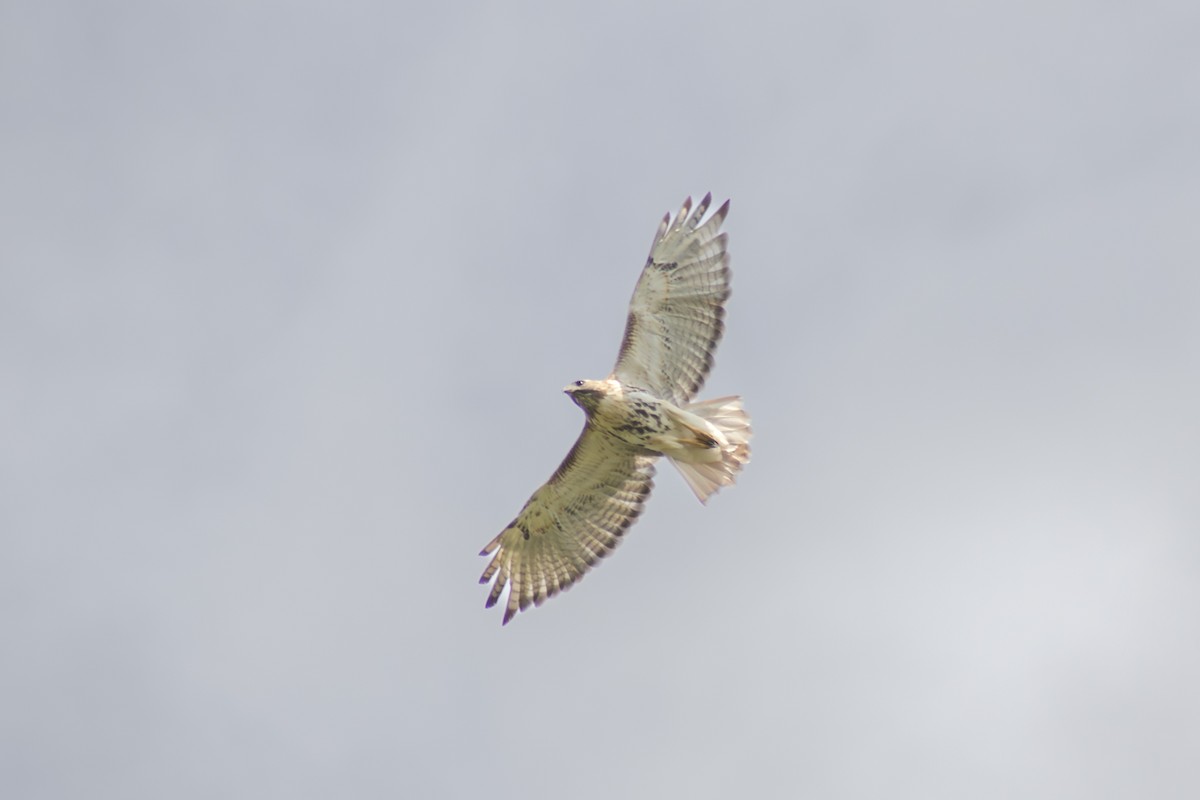 Zapelatz buztangorria - ML642040835