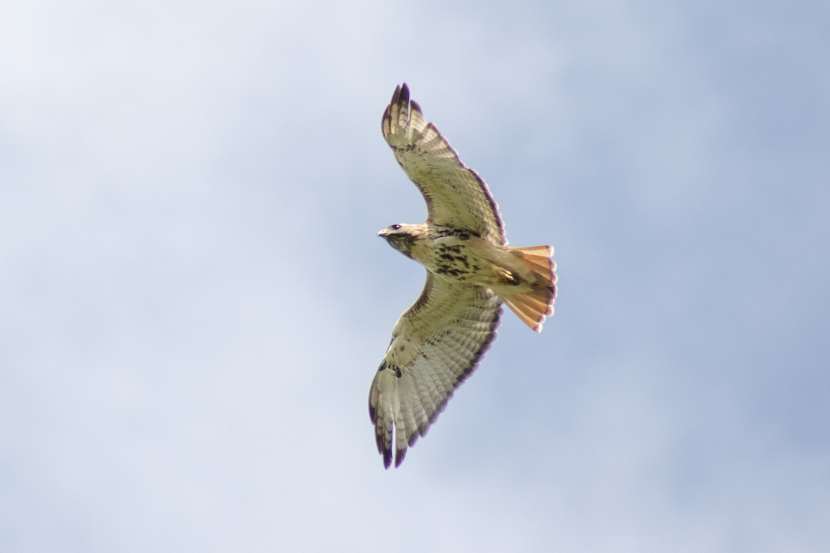 Zapelatz buztangorria - ML642040836