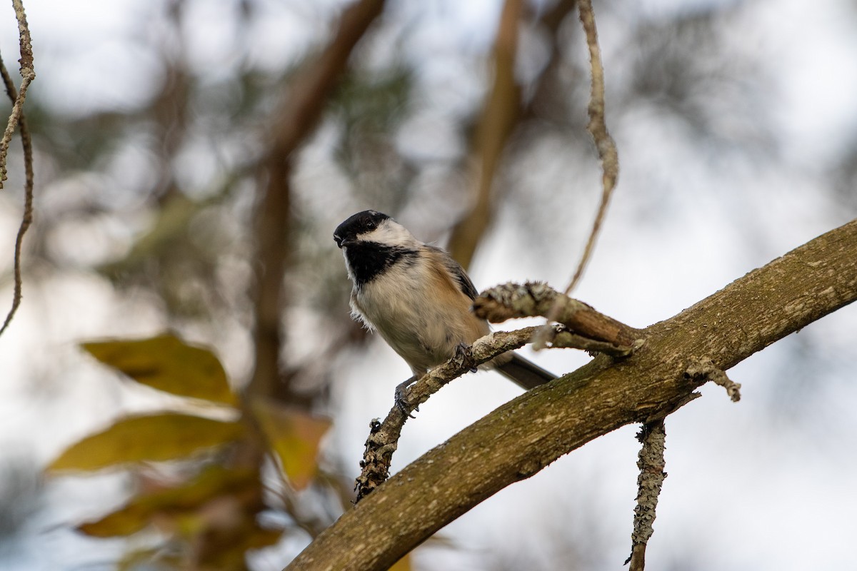 Black-capped Chickadee - ML642040843