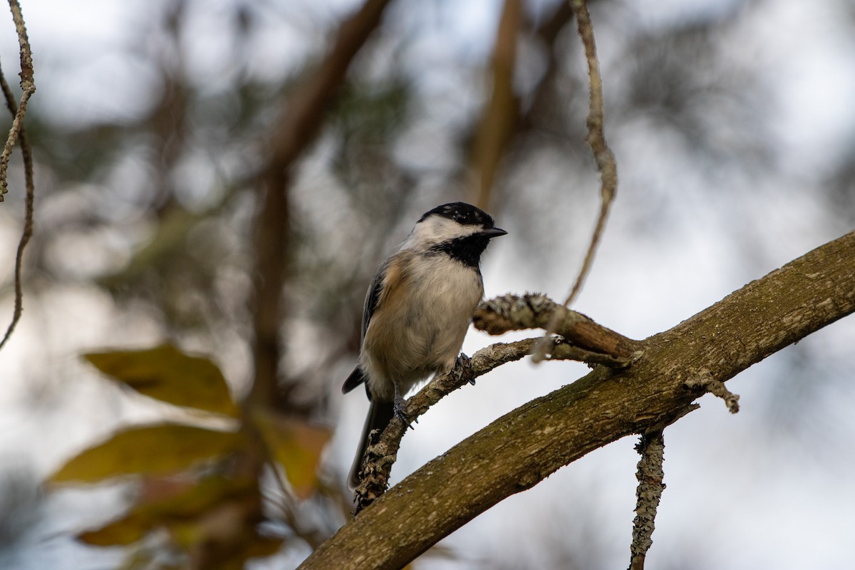 Black-capped Chickadee - ML642040844