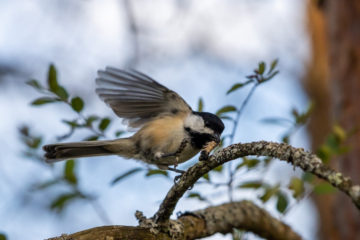 Black-capped Chickadee - ML642040845