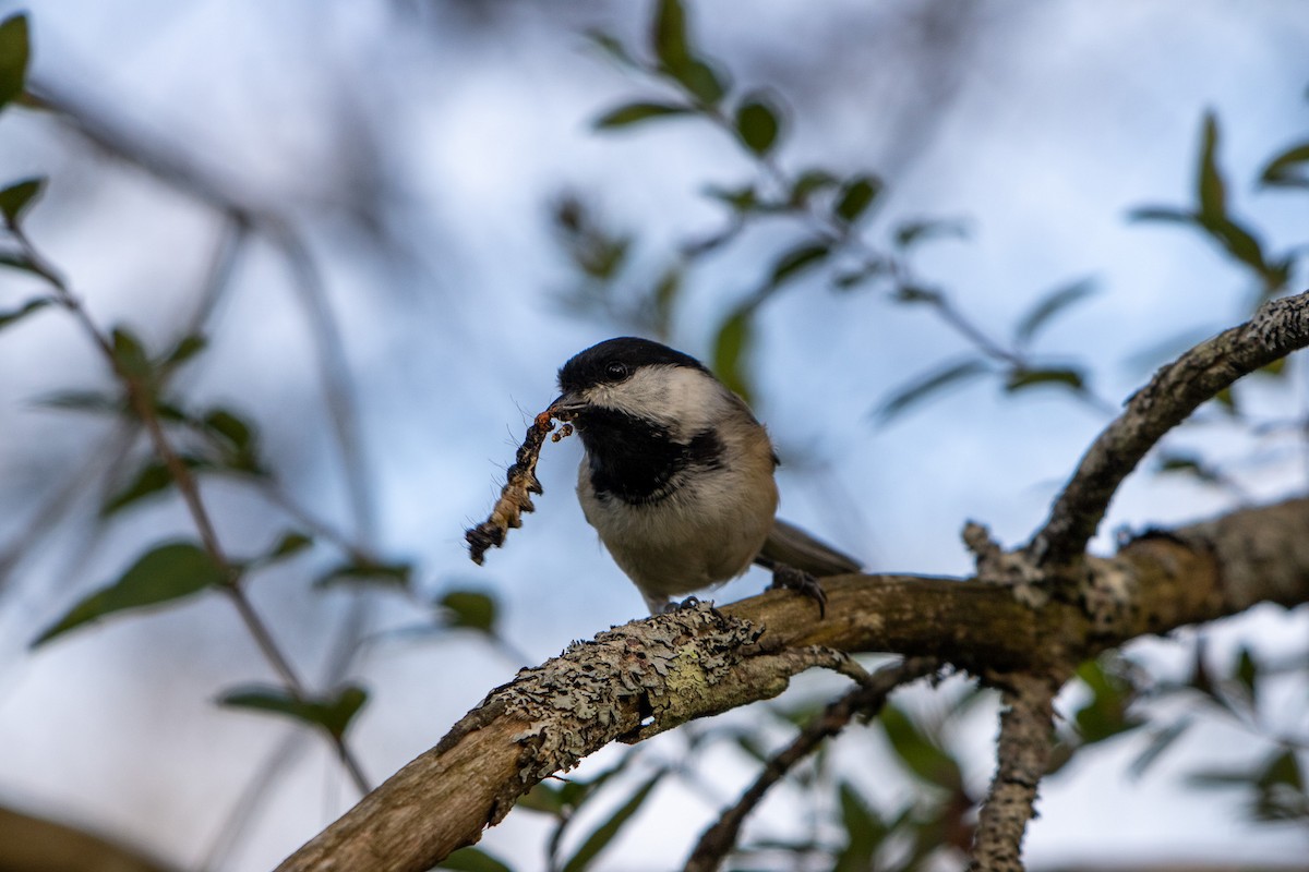 Black-capped Chickadee - ML642040847