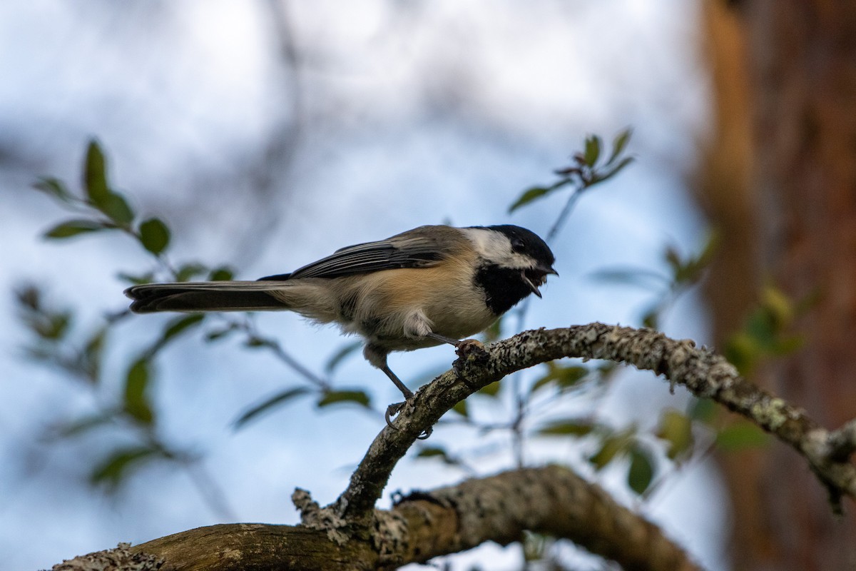 Black-capped Chickadee - ML642040848