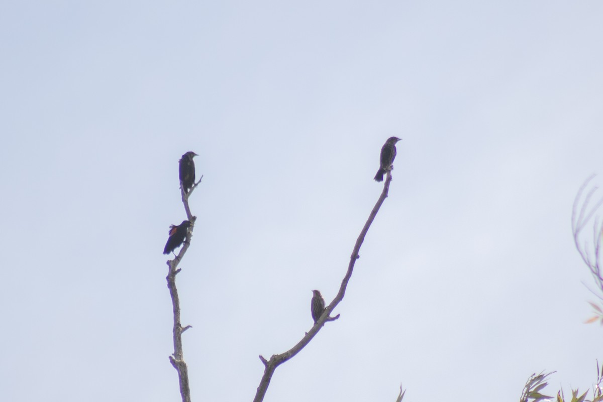 Red-winged Blackbird - ML642040851