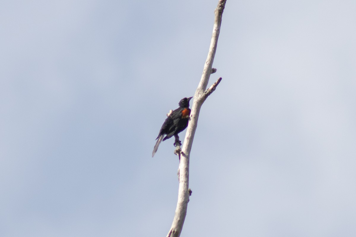 Red-winged Blackbird - ML642040852