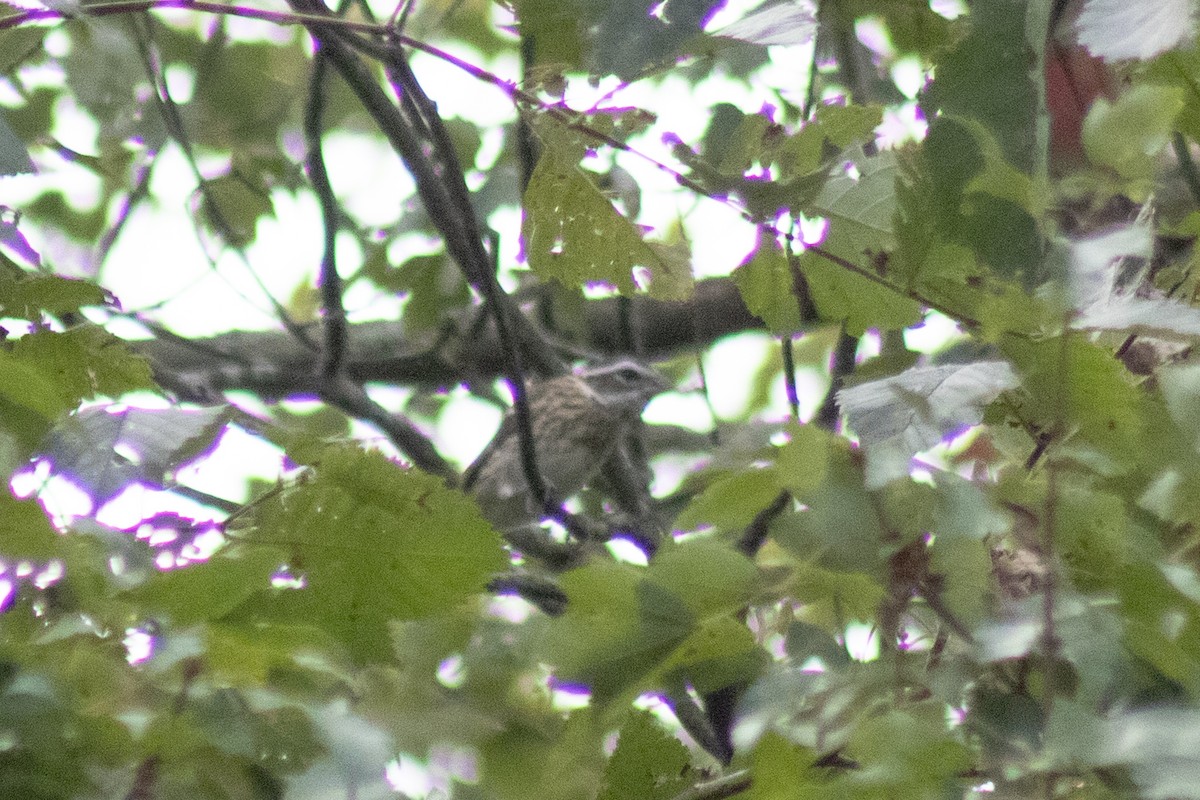 Rose-breasted Grosbeak - ML642040856