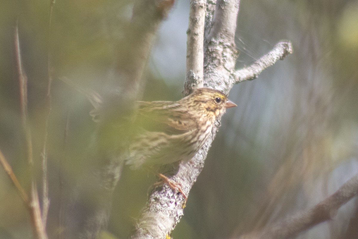 Savannah Sparrow - ML642040861