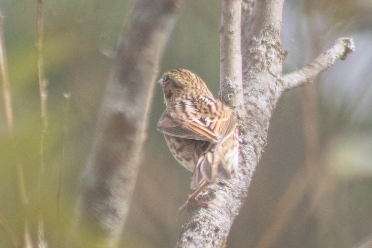 Savannah Sparrow - ML642040862