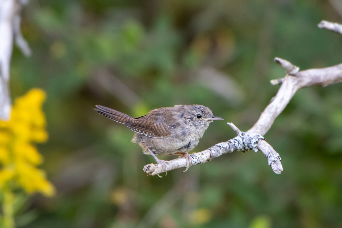 Northern House Wren - ML642040863