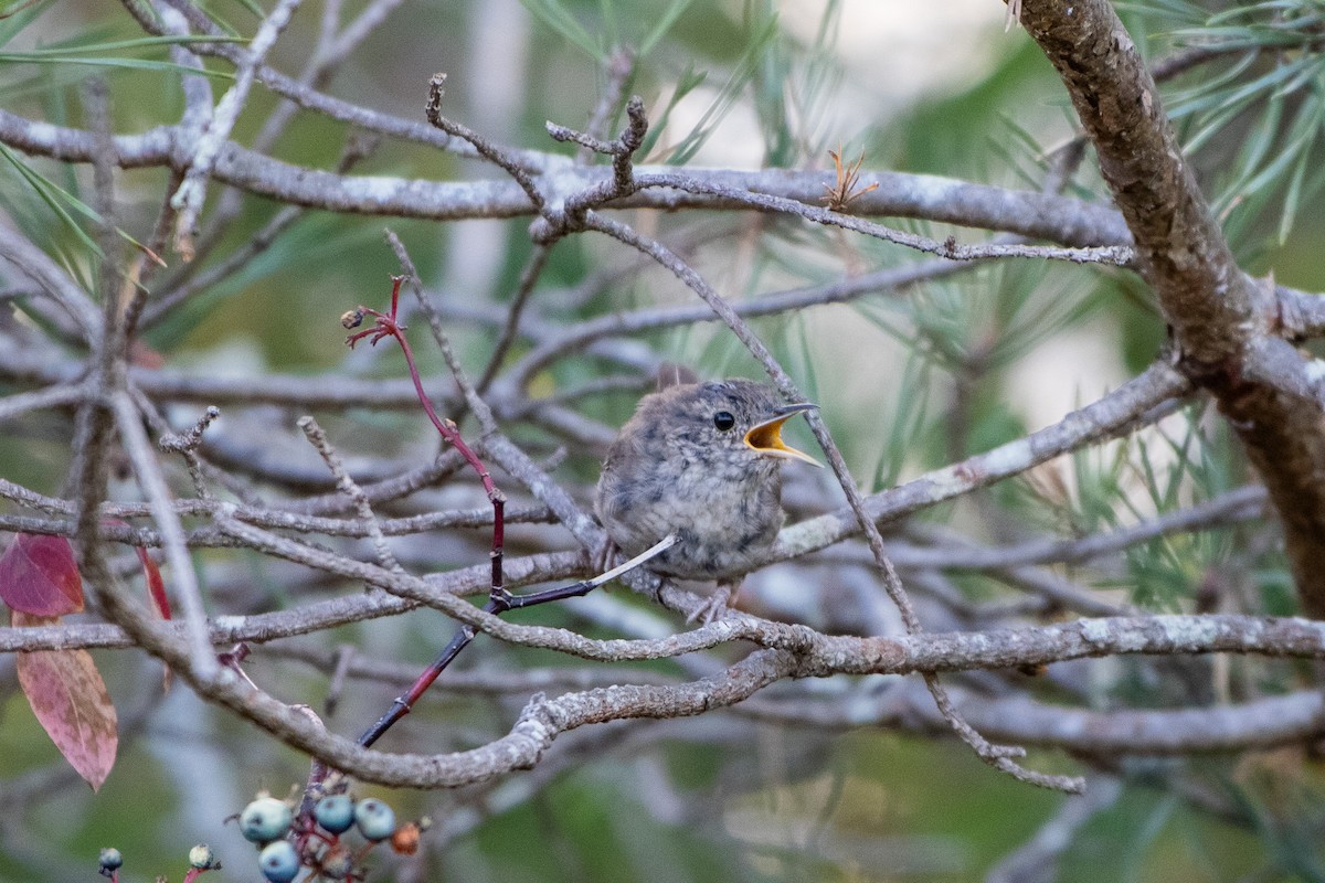 Northern House Wren - ML642040864